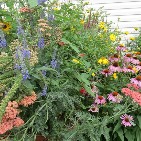 Wildflower Seed Mix (One Ounce) for Birds, Beneficials, Bees & Butterflies