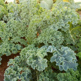 Kale Seeds Dwarf Siberian (Heirloom)
