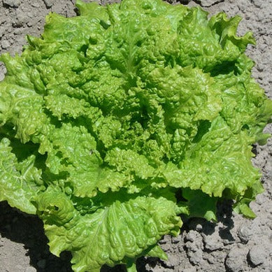 Lettuce Seeds Black Seeded Simpson (Heirloom)