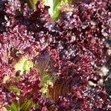 Lettuce Seeds Ruby (Heirloom)