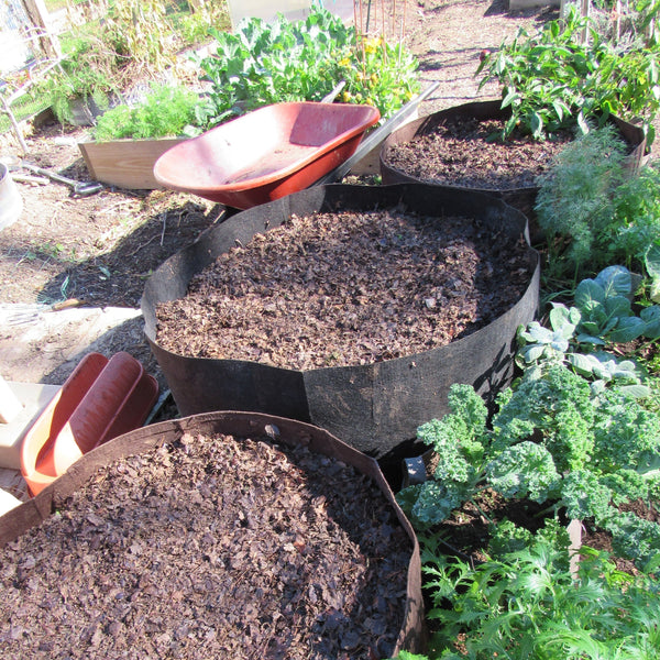 Root Pouch Raised Bed Home Garden Kit (Standard): Pouches, 15 TRG Scan and Grow Seed Packs & Organic Oils