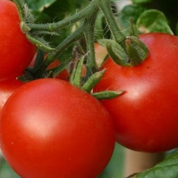 Tomato Seeds Marglobe (Heirloom)