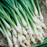 Onion Seeds Tokyo Long White Bunching (Heirloom)