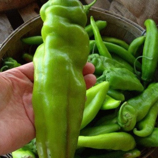 Pepper Seeds - Big Jim