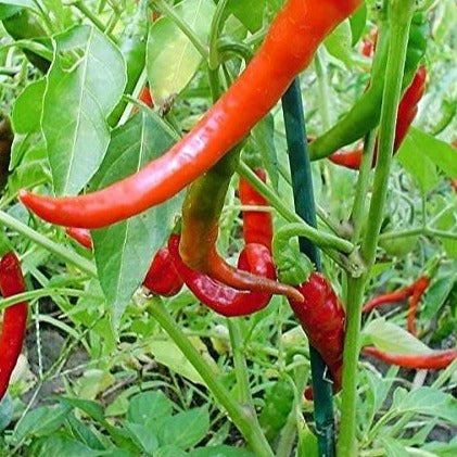 Pepper Seeds Cow Horn (Heirloom)