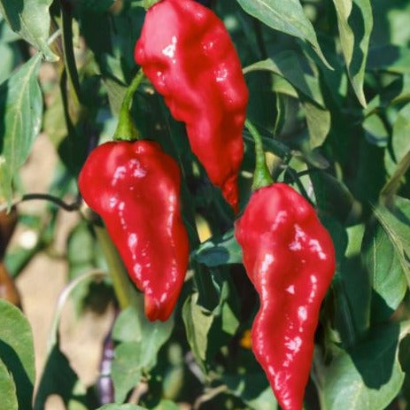 5 Pack SUPER Hot Pepper