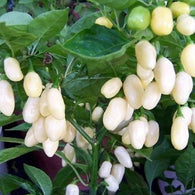 Pepper Seeds Habanero White (Heirloom)
