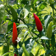 **NEW** Pepper Seeds Facing Heaven (Heirloom)