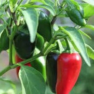 Pepper Seeds Jalapeno Early (Heirloom)