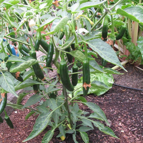 Pepper Seeds Serrano (Heirloom)