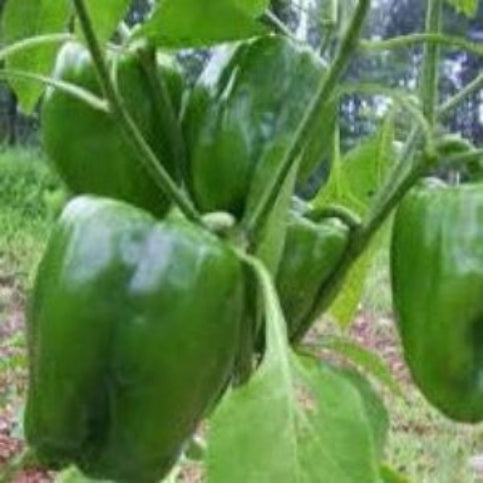 Pepper Seeds California Wonder 300 TMR (Heirloom)