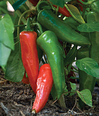 Pepper Seeds Anaheim Chili (Heirloom)