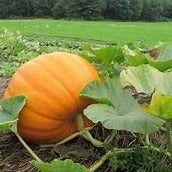 Pumpkin - Connecticut Field Heirloom