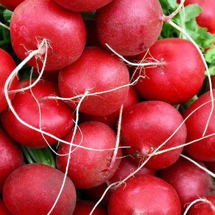 Radish Seeds - Champion (Heirloom)