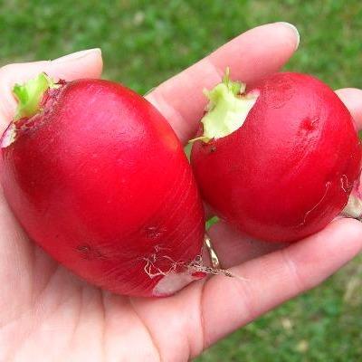 Radish Seeds - Crimson Giant (Heirloom)