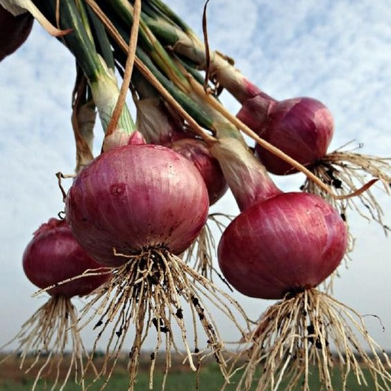 Onion Seeds Burgundy Red Short