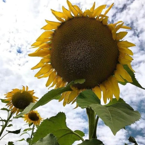 Sunflower - Grey Stripe