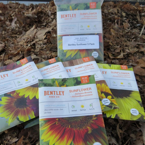 Bentley Assorted Sunflower Collection - 5 Varieties