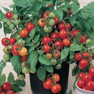 Tomato Seeds Cherry Tiny Tim (Heirloom)