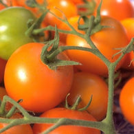 Tomato Seeds Cherry Orange (Heirloom)