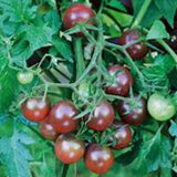 TRG Collection of 5 Colorful Cherry & Small Tomato Seed Packs