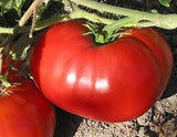 5 Great Heirloom Tomato Varieties: Great Flavors and Colors