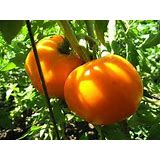 TRG Collection of 5 Heirloom Tomato Varieties: Great Flavors and Colors