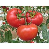 5 Great Heirloom Tomato Varieties: Great Flavors and Colors