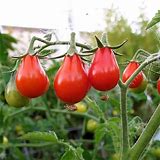 5 Great Colorful Cherry & Small Tomato Varieties