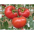 5 Great Disease Resistant Tomatoes