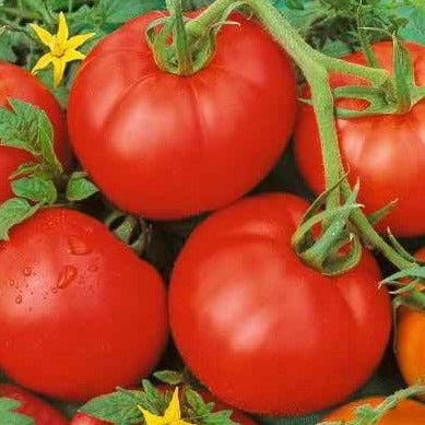 Tomato Seeds Floradade