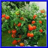 TRG Collection of 5 Container Tomatoes: Featuring Tiny Tim Perfect for Small Space Gardening