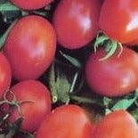 Tomato Seeds Cherry Crovarese Grape (Heirloom)