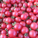 5 Great Container Tomatoes: Featuring Tiny Tim Perfect for Small Space Gardening