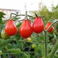 Tomato Seeds Cherry Red Pear (Heirloom)