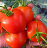 TRG Collection of 5 Container Tomatoes: Featuring Tiny Tim Perfect for Small Space Gardening