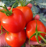 5 Great Container Tomatoes: Featuring Tiny Tim Perfect for Small Space Gardening