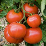 TRG Collection of 5 Container Tomatoes: Featuring Tiny Tim Perfect for Small Space Gardening