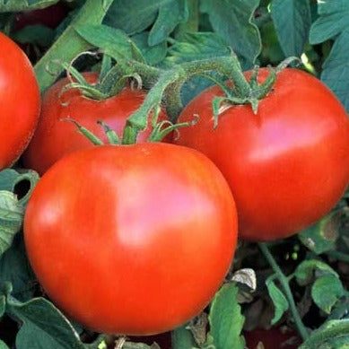Tomato Seeds Wisconsin 55 (Heirloom)