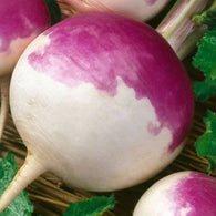 Turnip Seeds Purple White Globe