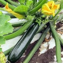 Squash/Zucchini Seeds Dark Green (Heirloom)