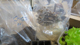 Seed Mix, Sterilizing or Humidity Bags: 10 - 2 mil. 10x8x24 Gusseted Poly Bags