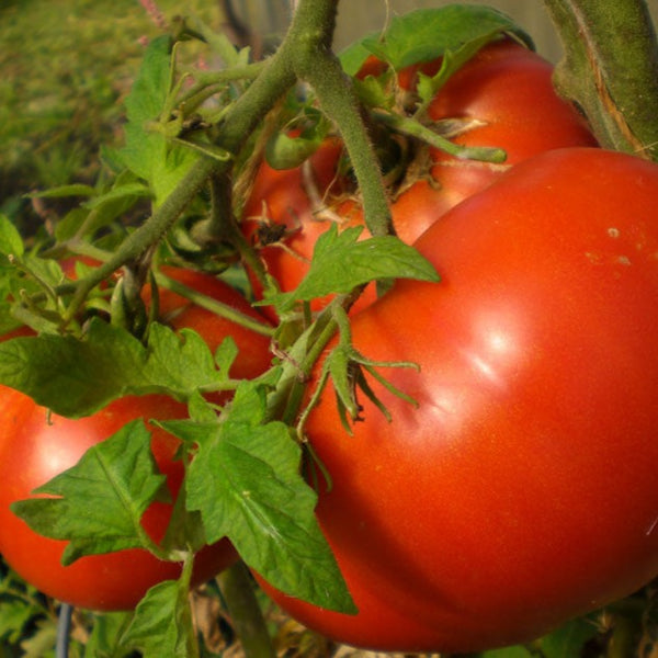 Tomato Seeds - Beefsteak (Heirloom)