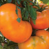 4 Great Brandywine Tomato Varieties Red, Pink, Yellow & Black: Discount Package