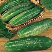 Cucumber Seeds Straight 8 (Heirloom)