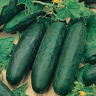 Cucumber Seeds - Marketmore 76