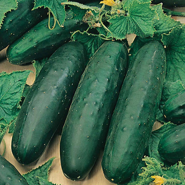 Cucumber Seeds - Marketmore 76