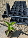 TRG Seed Starting Kit - 2 1/2" Square Pots for 64 Seed Starts - *Includes 10 Seed Packs* - JUST ADD STARTING MIX!