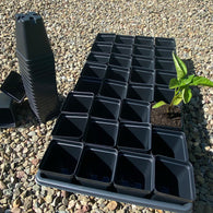 2 1/2" Square Pots / One Flat - 32 Square Pots