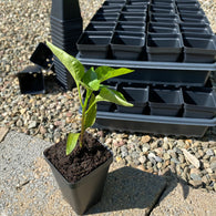 2 1/2" Square Seed Starting Kit for 64 Seed Starts - *Includes 10 Bentley Seed Packs* - JUST ADD STARTING MIX!